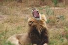 Lion by Bob Schmedlin Lion by Bob Schmedlin
