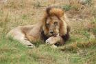 Lion by Bob Schmedlin Lion by Bob Schmedlin