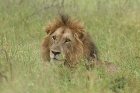 Lion by Mick Dryden