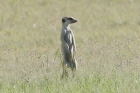 Meerkat by Mick Dryden Meerkat by Mick Dryden