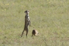 Meerkat by Mick Dryden Meerkat by Mick Dryden