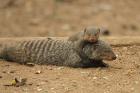 Banded Mongoose by Mick Dryden