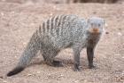 Banded Mongoose by Mick Dryden