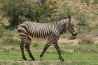 Mountain Zebra by Mick Dryden