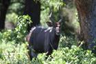 Nyala by Mick Dryden Nyala by Mick Dryden