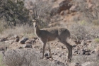 Reedbuck by Mick Dryden