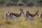 Springbok by Mick Dryden Springbok by Mick Dryden