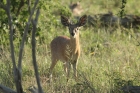 Sharpe's Grysbok by Mick Dryden