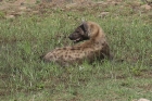 Spotted Hyena by Mick Dryden
