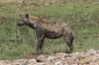 Spotted Hyena by Mick Dryden