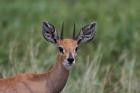 Steenbok by Mick Dryden