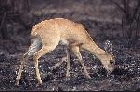 Steenbok by Mick Dryden