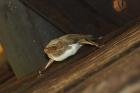 Mauritian Tomb Bat by Mick Dryden