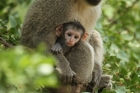 Vervet Monkey by Mick Dryden