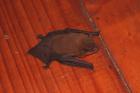 Vesper Bat by Mick Dryden