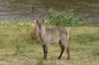 Waterbuck by Mick Dryden