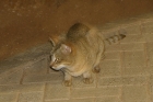 African Wildcat by Mick Dryden