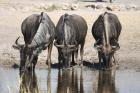 Blue Wildebeest by Mick Dryden