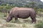White Rhino by Mick Dryden White Rhino by Mick Dryden