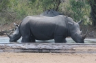 White Rhino by Mick Dryden