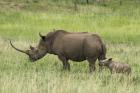 White Rhinoceros by Mick Dryden