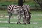 Zebras by Bob Schmedlin