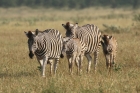 Zebra by Mick Dryden Zebra by Mick Dryden