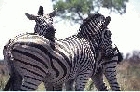 Zebras by Mick Dryden