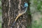 Tree Agama by Mick Dryden