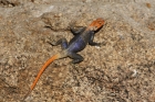 Agama by Mick Dryden