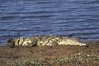 Nile Crocodile by Mick Dryden