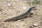 Plated Lizard by Mick Dryden