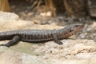 Plated Lizard by Mick Dryden