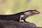 Skink by Mick Dryden