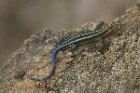 Small Plated Lizard by Mick Dryden