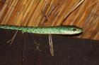 Spotted Bush Snake by Mick Dryden