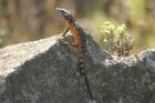 Lizard sp by Mick Dryden Lizard sp by Mick Dryden