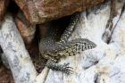 Water Monitor by Mick Dryden Water Monitor by Mick Dryden