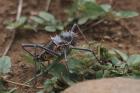 Armoured Ground Cricket by Mick Dryden