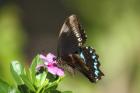 Green-banded Swallowtail by Mick dryden