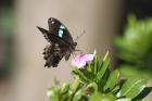 Green-banded Swallowtail by Mick dryden