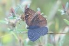 Guineafowl by Mick Dryden