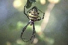 Orb spider by Mick Dryden