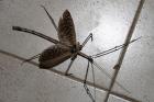 Giant Stick Insect by Mick Dryden Giant Stick Insect by Mick Dryden