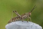 Locust by Mick Dryden