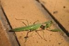 Mantis by Mick Dryden Mantis by Mick Dryden