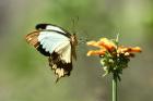 Mocker Swallowtail by Mick Dryden