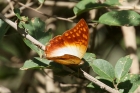 Pearl Charaxes by Mick Dryden