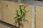 Grasshoppers by Mick Dryden