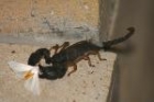 Scorpion by Mick Dryden Scorpion by Mick Dryden